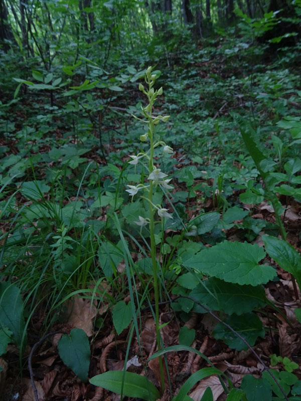 Platanthera bifolia o P. chlorantha ?.....bifolia !